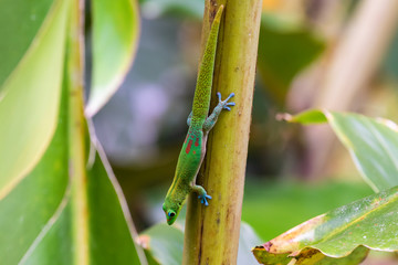 Gold dust day gecko (phelsuma laticauda) climbing upside down on a palm tree, in the Hawaiian Big Island's Akaka Falls state park. Originally from Madagascar, it is an invasive species in Hawaii.