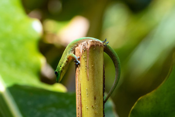 Gold dust day gecko (phelsuma laticauda) on top of a broken parlm shoot, in the Hawaiian Big Island's Akaka Falls state park. Originally from Madagascar, it is an invasive species in Hawaii.