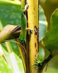 Gold dust day gecko (phelsuma laticauda) climbing upside down on a palm tree, in the Hawaiian Big Island's Akaka Falls state park. Originally from Madagascar, it is an invasive species in Hawaii.