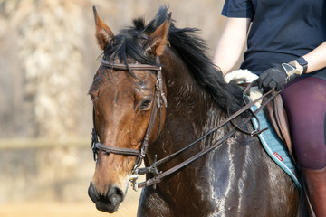 Horse training