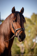 Fototapeta premium portrait of a pony