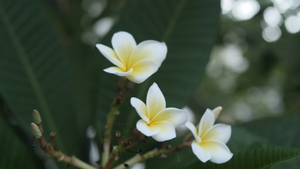 beautiful plumeria with white flowers