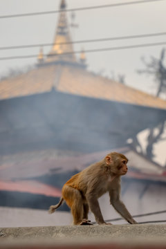 A small monkey and Pashupatinath Temple in the backdrop