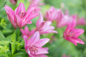 Fototapeta premium pink flower