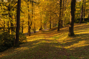 Autumn, Fall scene. Beautiful Autumnal park with pathway. Beauty nature scene.
