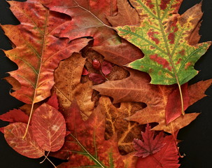 autumn leaves background