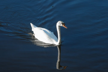Schwimmender Schwan