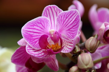  beautiful orchid 