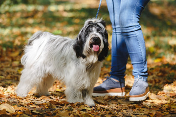 Unrecognizable woman during the walk through the forest with her Tibetan terrier dog, selective...