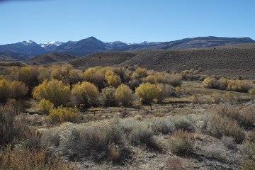 Fall Color in Eastern Sierra