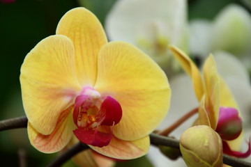  beautiful orchid 