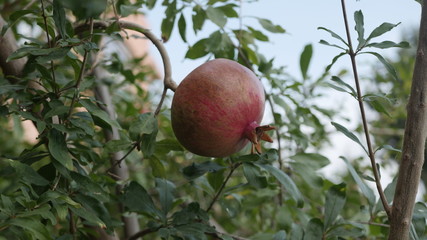 pomegranate fruit on the tree