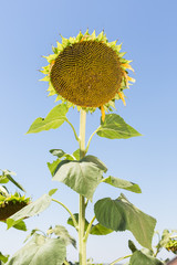big ripe sunflower sticks out of a sunflower field