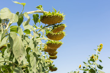 big ripe sunflower sticks out of a sunflower field