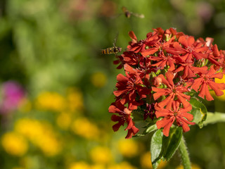 Fleur de Croix de Jérusalem (Lychnis chalcedonica) au nectar apprécié par les syrphes