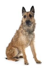 belgian shepherd laekenois