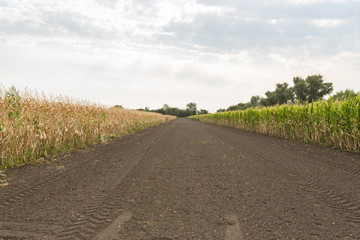 Fototapeta na wymiar Field corn in the field with blue sky on display for field testing