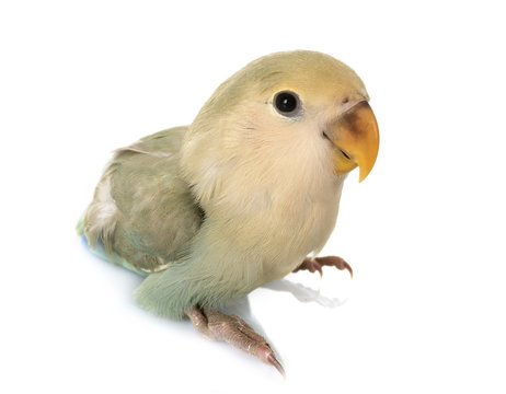 Lovebird in studio