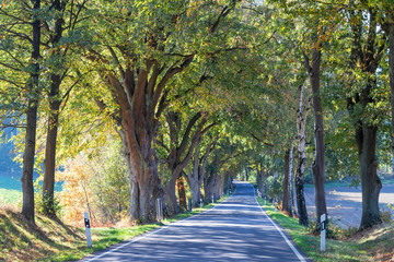 Romantic country road with autumn trees, Lüneburg Heath, Northern Germany