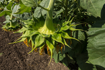 Sunflower natural background.