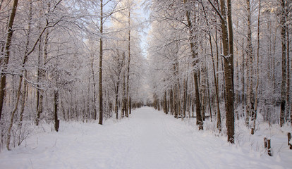 Road in the winter forest