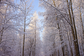 Road in the winter forest