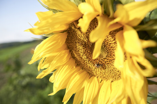 Ecological farm with vegetables, fruit and flowers