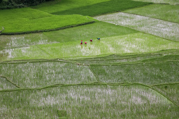 Women Farmers working in the field