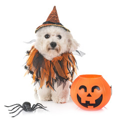 maltese dog and halloween