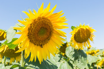 Fototapeta premium Sunflower natural background.
