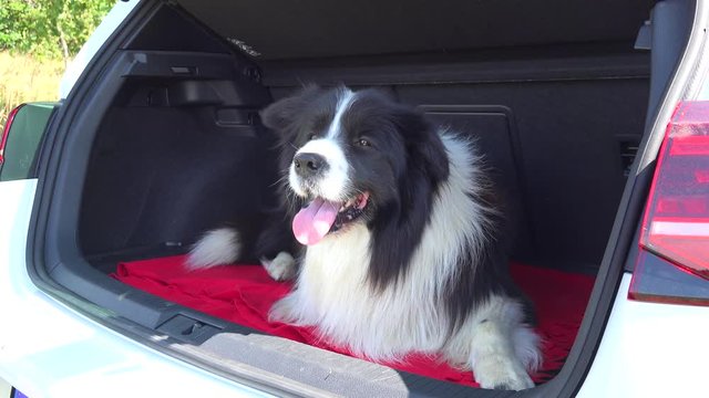 A Border Collie jumps into a car trunk and lies down, the door closes - closeup