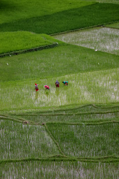 Women Farmers working in the field