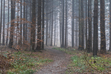 Weg durch den Nebelwald
