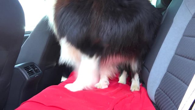 A woman opens a car door and a Border Collie jumps into the back seat - closeup from the inside