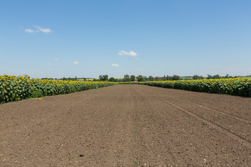 sunflower field in an agricultural landscape