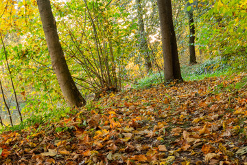 Sunbeams pouring into a slightly blurred autumn forest creating a mystical ambiance