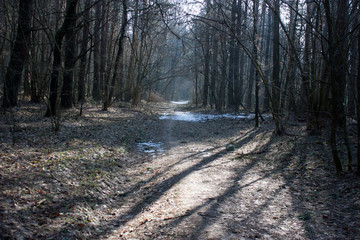 Spring forest with the remains of snow in the early morning. Sun rays on the path.