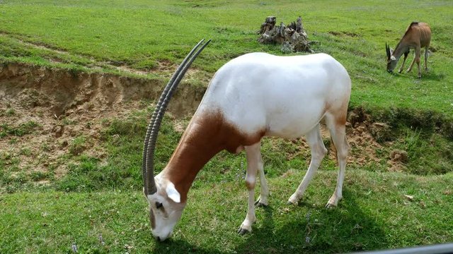 SAFARI PARK POMBIA, ITALY - JULY 7, 2018: Travel in car in SAFARI zoo. big white goat with long horns eats grass. various species of artiodactyls, herbivores.