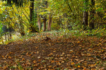 Sunbeams pouring into a slightly blurred autumn forest creating a mystical ambiance