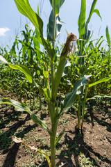 Corn farm. A selective focus picture of corn cob in organic corn field