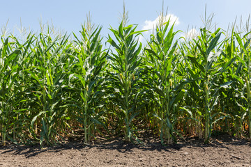 A green field of corn growing up
