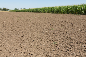 A green field of corn growing up