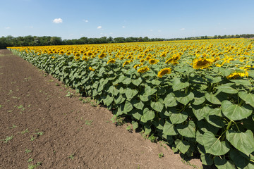 sunflower field in an agricultural landscape