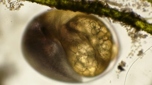 formed snail embryo ready to hatch from the egg, under a microscope