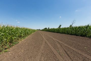 Naklejka premium sunflower field in an agricultural landscape