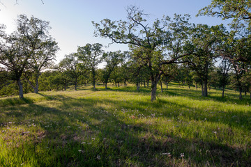 Fototapeta premium California Oak Woodland in Spring