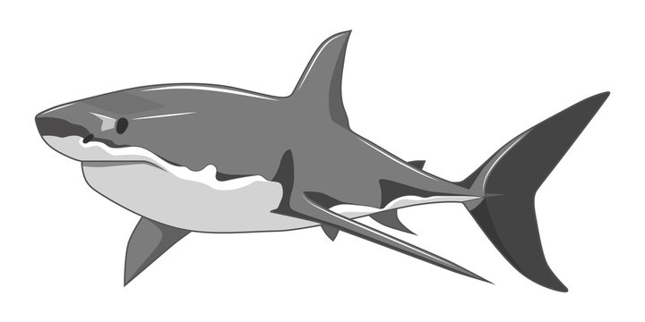 Vector image of a shark on a white background.