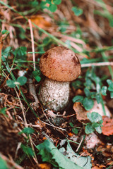 Small porcini mushroom in an autumn forest. Macro photography.