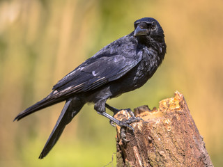 Black Carrion Crow