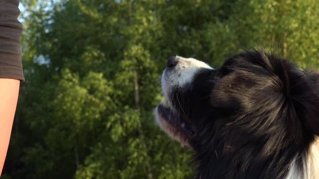 A woman gives a Border Collie reward snacks in a meadow in a forest - closeup
